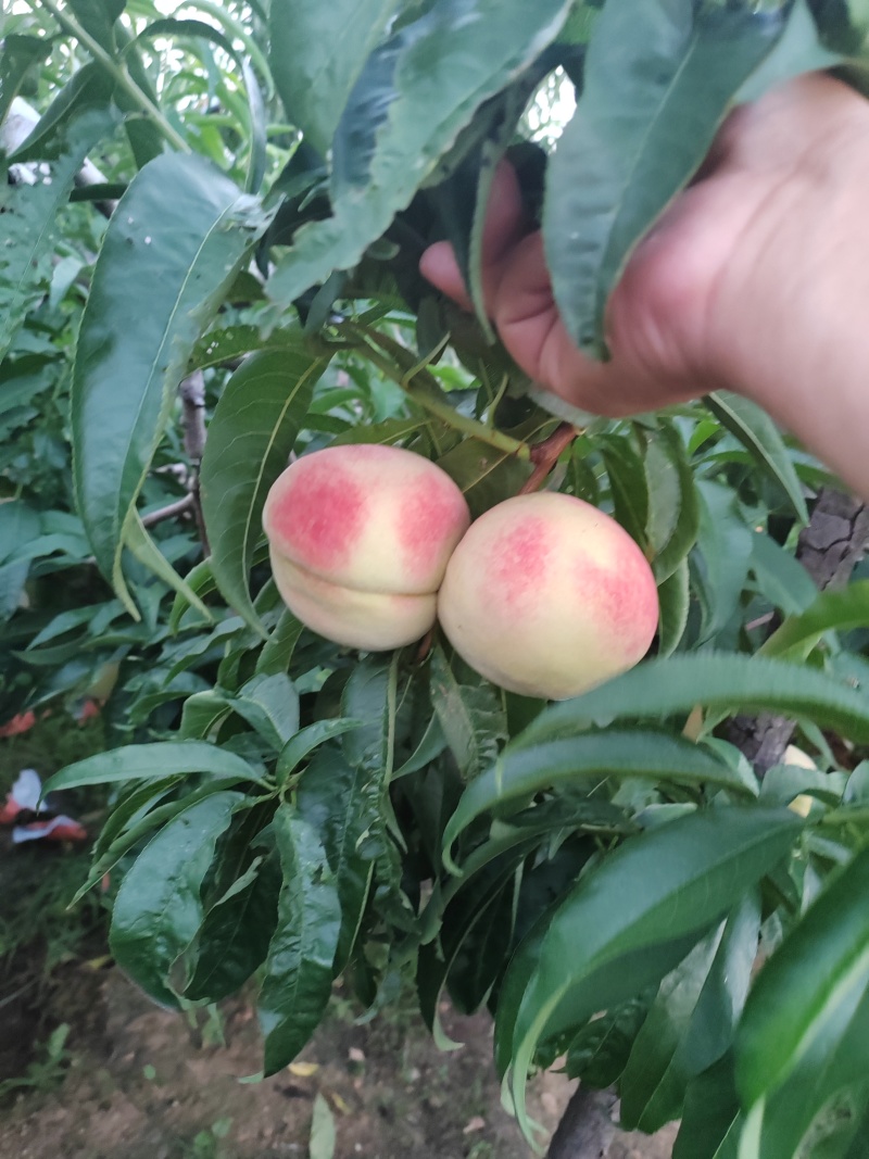 【推荐】秋彤秋香蜜视频看货对接商超批发市场