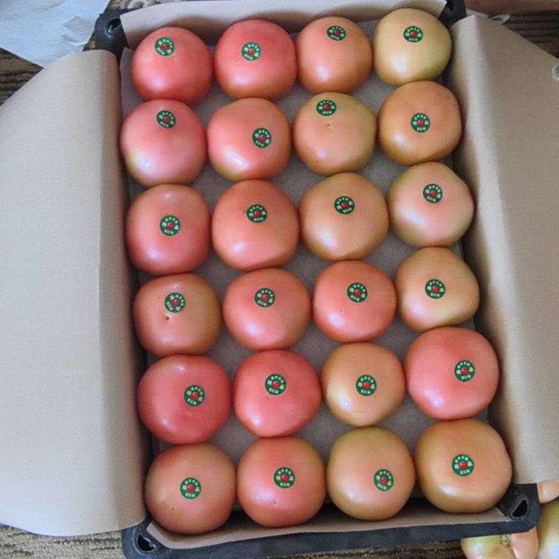 甘肃暖棚硬粉西红柿大量上市