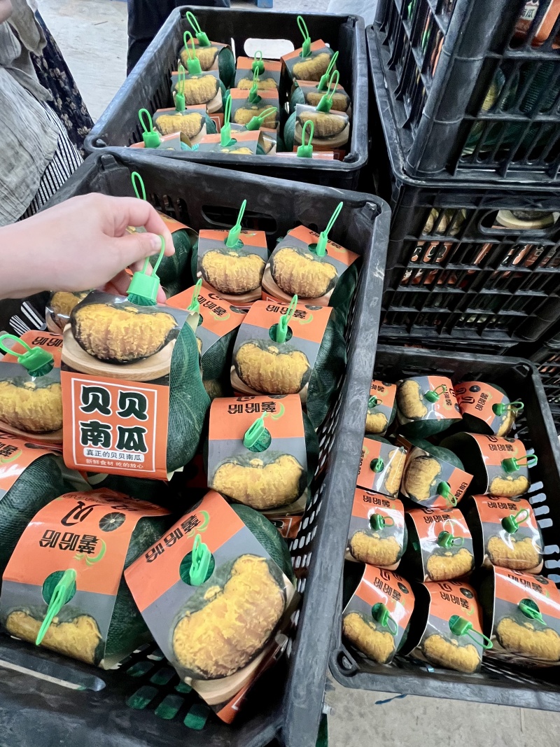 贝贝南瓜板栗贝贝南瓜