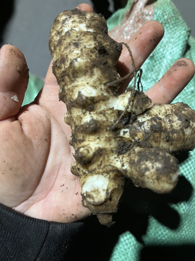 新鲜洋姜菊芋大量上市支持多种渠道发货