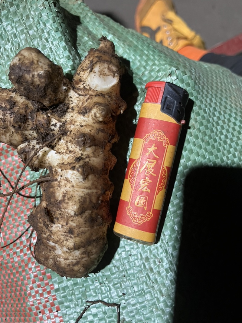 新鲜洋姜菊芋大量上市支持多种渠道发货