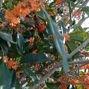 桂花树（丹桂）