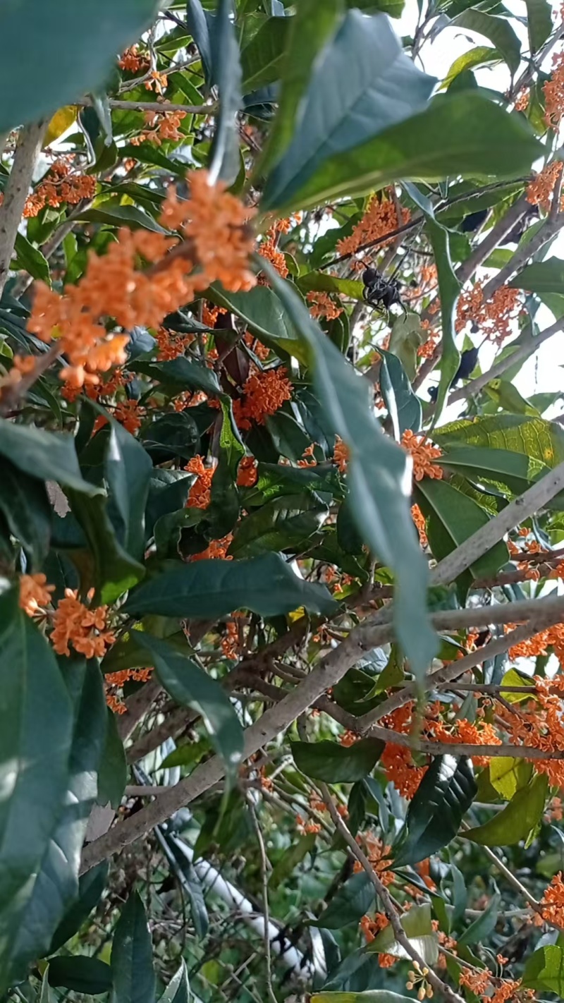桂花树（丹桂）