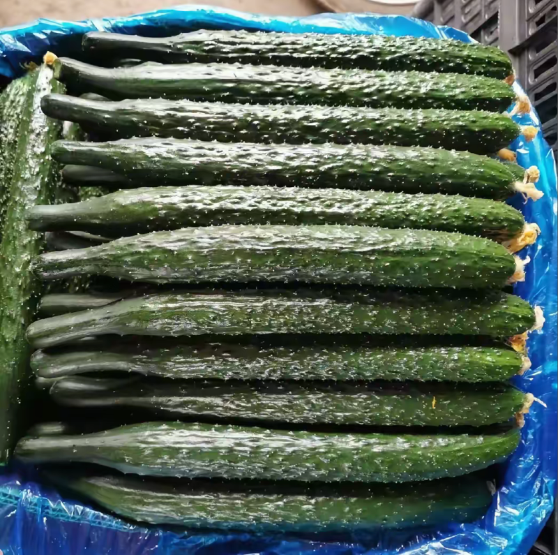 莘县精品密刺黄瓜青瓜鲜花干花带刺条直绿油亮黑亮