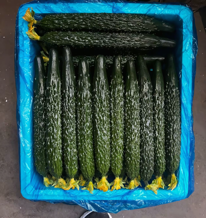 莘县精品密刺黄瓜青瓜鲜花干花带刺条直绿油亮黑亮