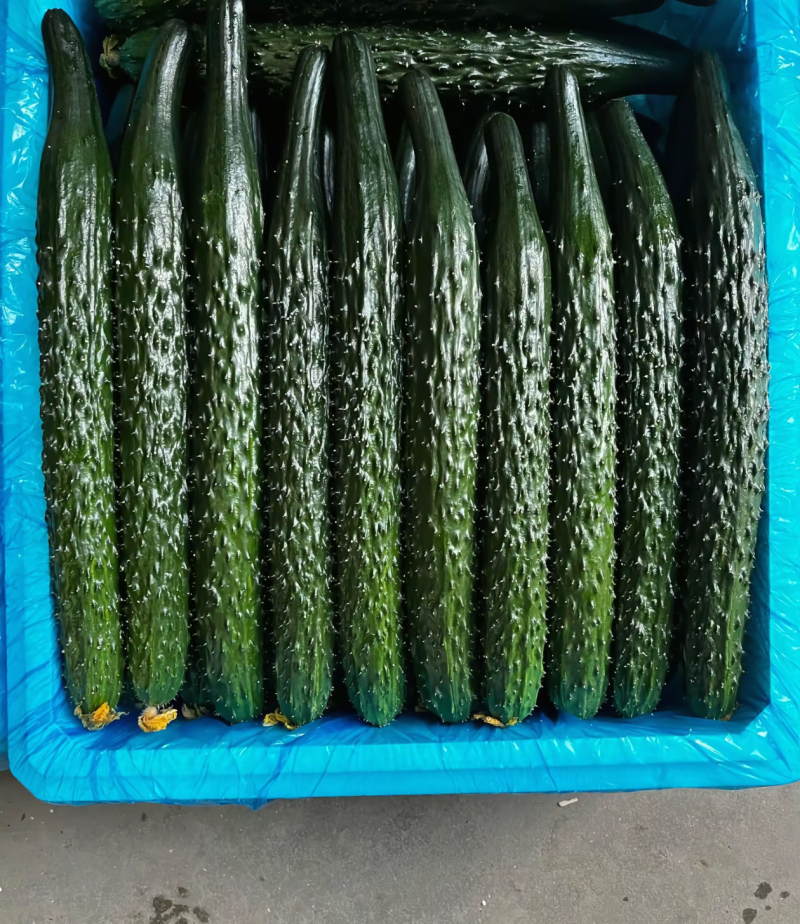 莘县精品密刺黄瓜青瓜鲜花干花带刺条直绿油亮黑亮