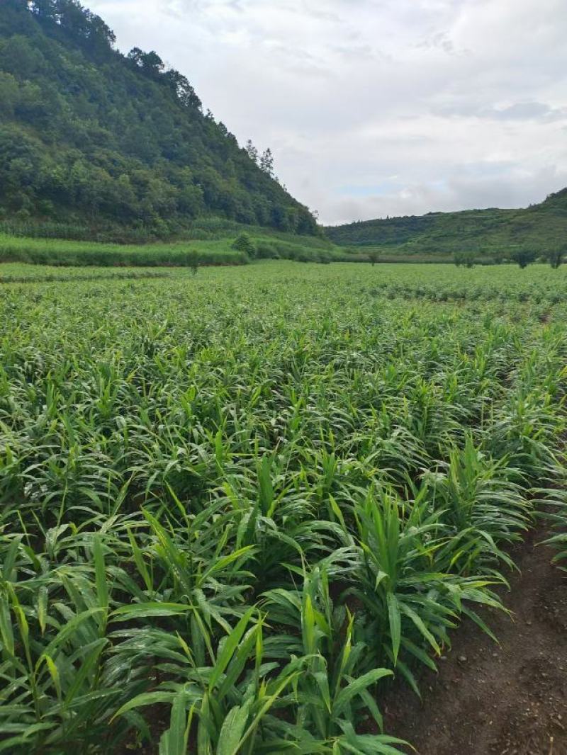 天然小黄姜种植大户