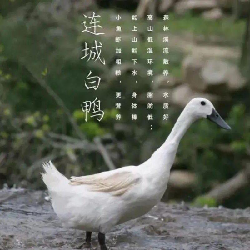 福建连城白鹭鸭，470天山泉水饲养的药膳鸭