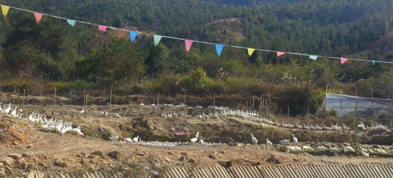 福建连城白鹭鸭，470天山泉水饲养的药膳鸭