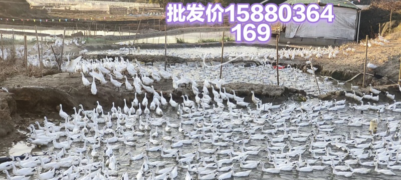 福建连城白鹭鸭，470天山泉水饲养的药膳鸭