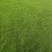 马尼拉草皮