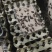 蟋蟀活体可做蜥蜴，守宫，林蛙，鸟类，乌龟等的饲料