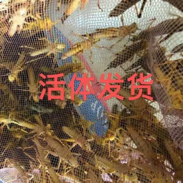 蚂蚱活体蝗虫