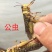 蚂蚱活体蝗虫