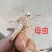 蚂蚱活体蝗虫