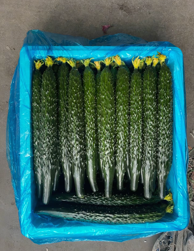 莘县精品密刺黄瓜青瓜鲜花干花带刺条直黑亮绿油亮