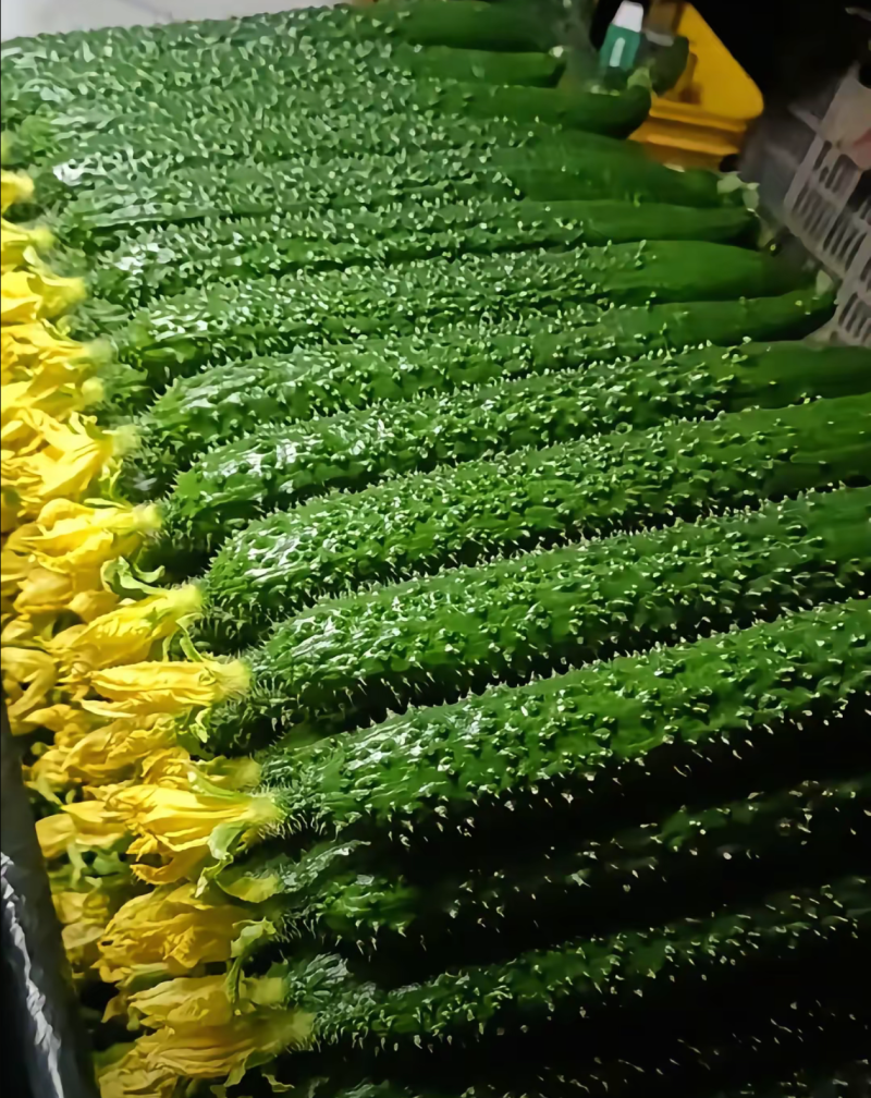 莘县精品密刺黄瓜青瓜鲜花干花带刺条直黑亮绿油亮