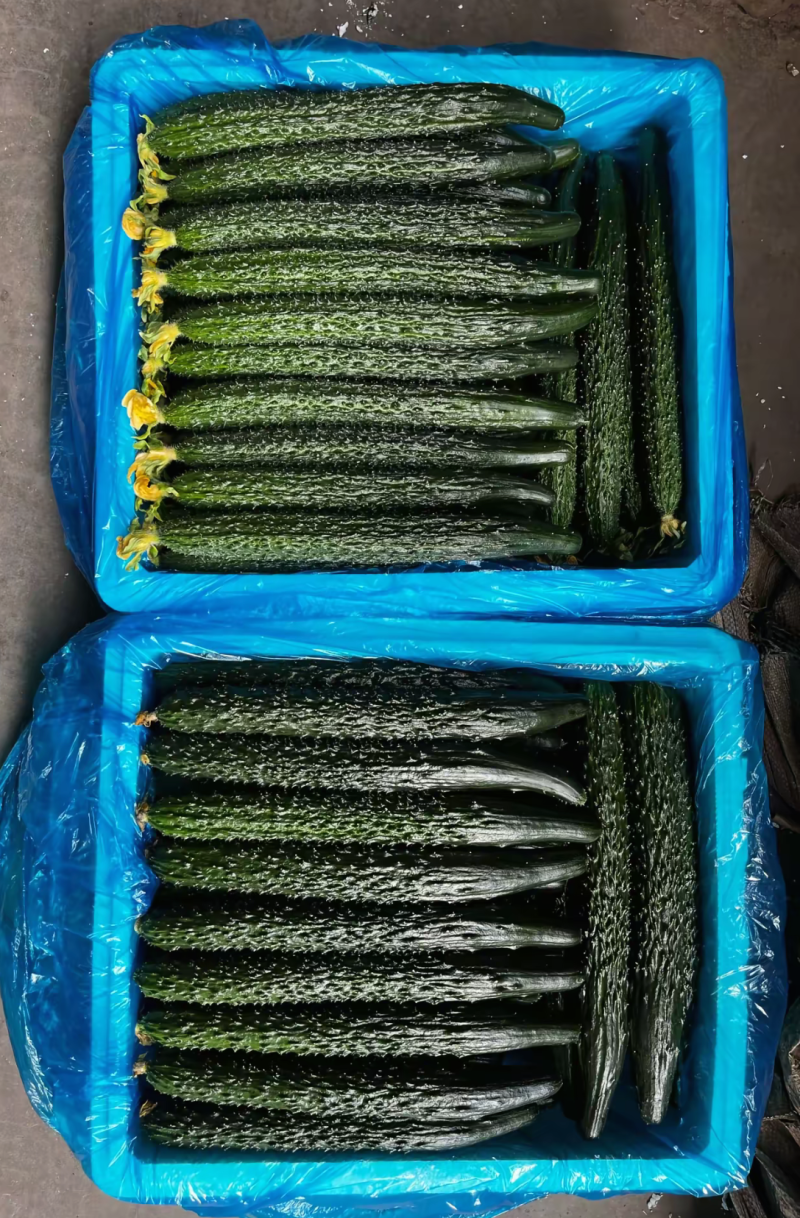 莘县精品密刺黄瓜青瓜鲜花干花带刺条直黑亮绿油亮