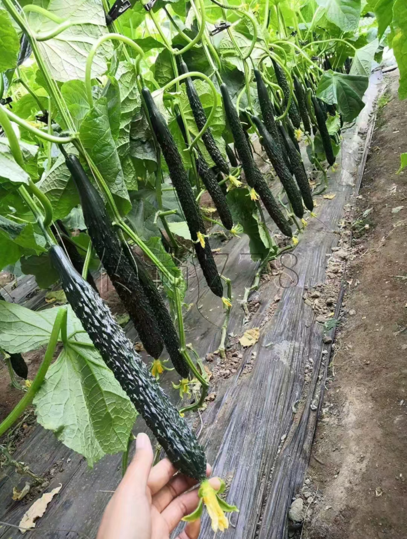 莘县精品密刺黄瓜青瓜鲜花干花带刺条直黑亮绿油亮