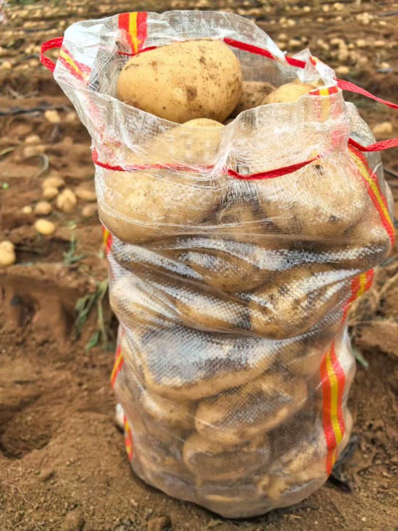 精品土豆，沃土，希森等，大量有货，需要的联系