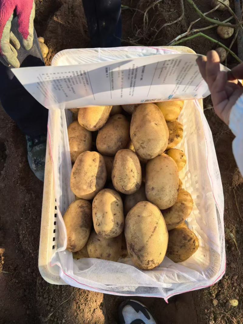 精品土豆，沃土，希森等，大量有货，需要的联系