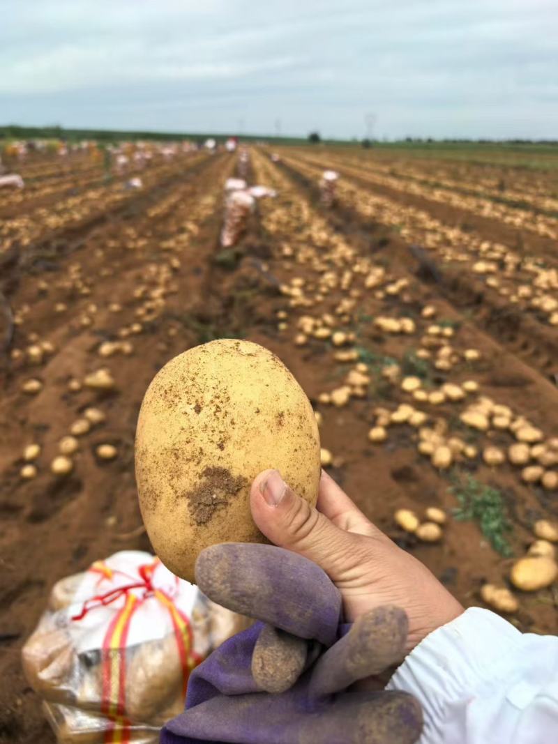 精品土豆，沃土，希森等，大量有货，需要的联系