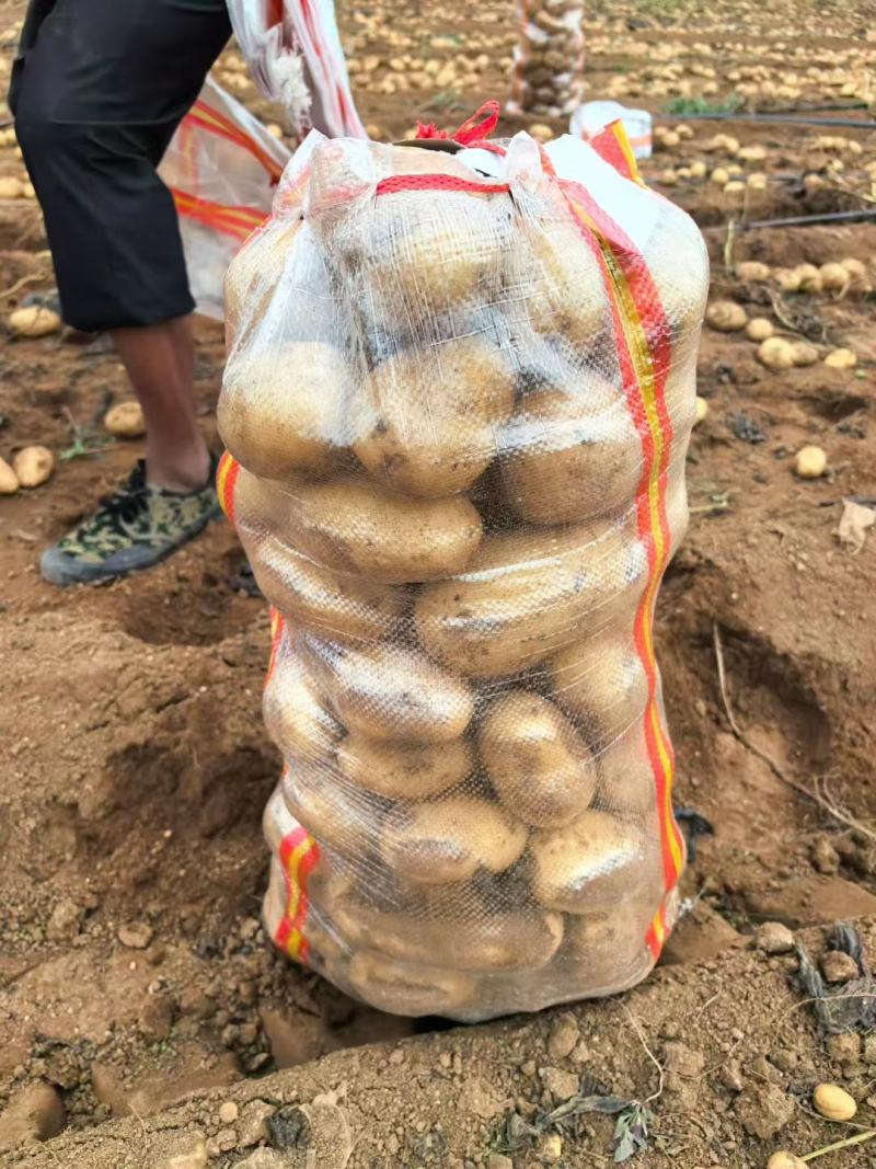 精品土豆，沃土，希森等，大量有货，需要的联系
