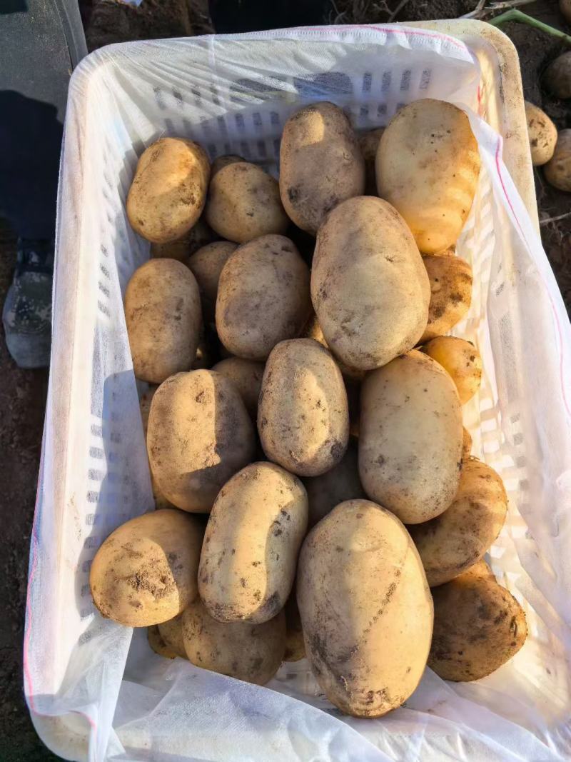 精品土豆，沃土，希森等，大量有货，需要的联系