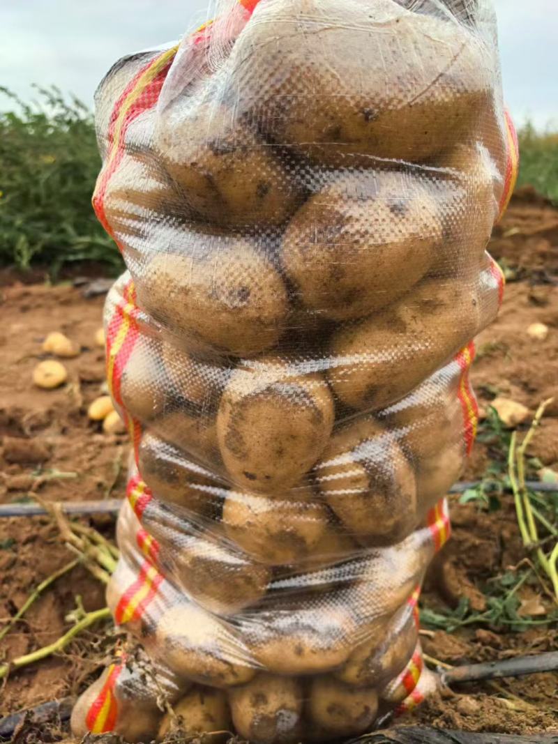 精品土豆，沃土，希森等，大量有货，需要的联系