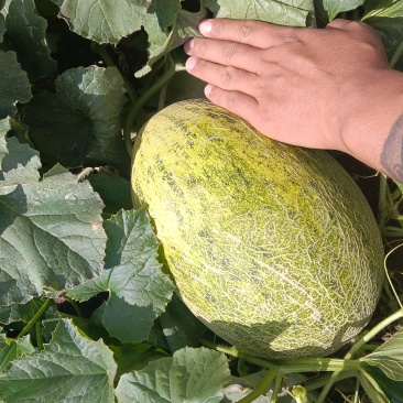 大量黄八六