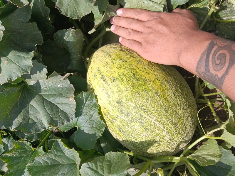 大量黄八六