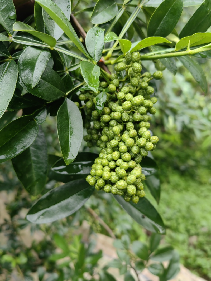盐源青花椒