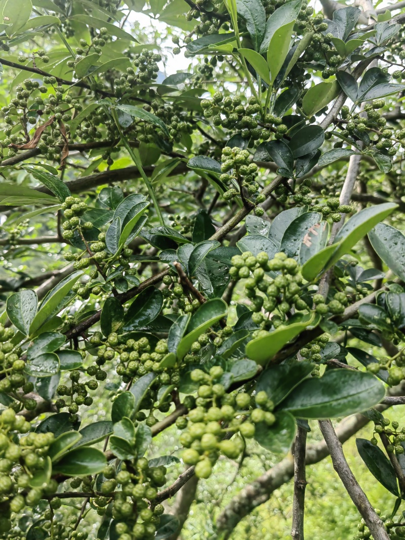盐源青花椒