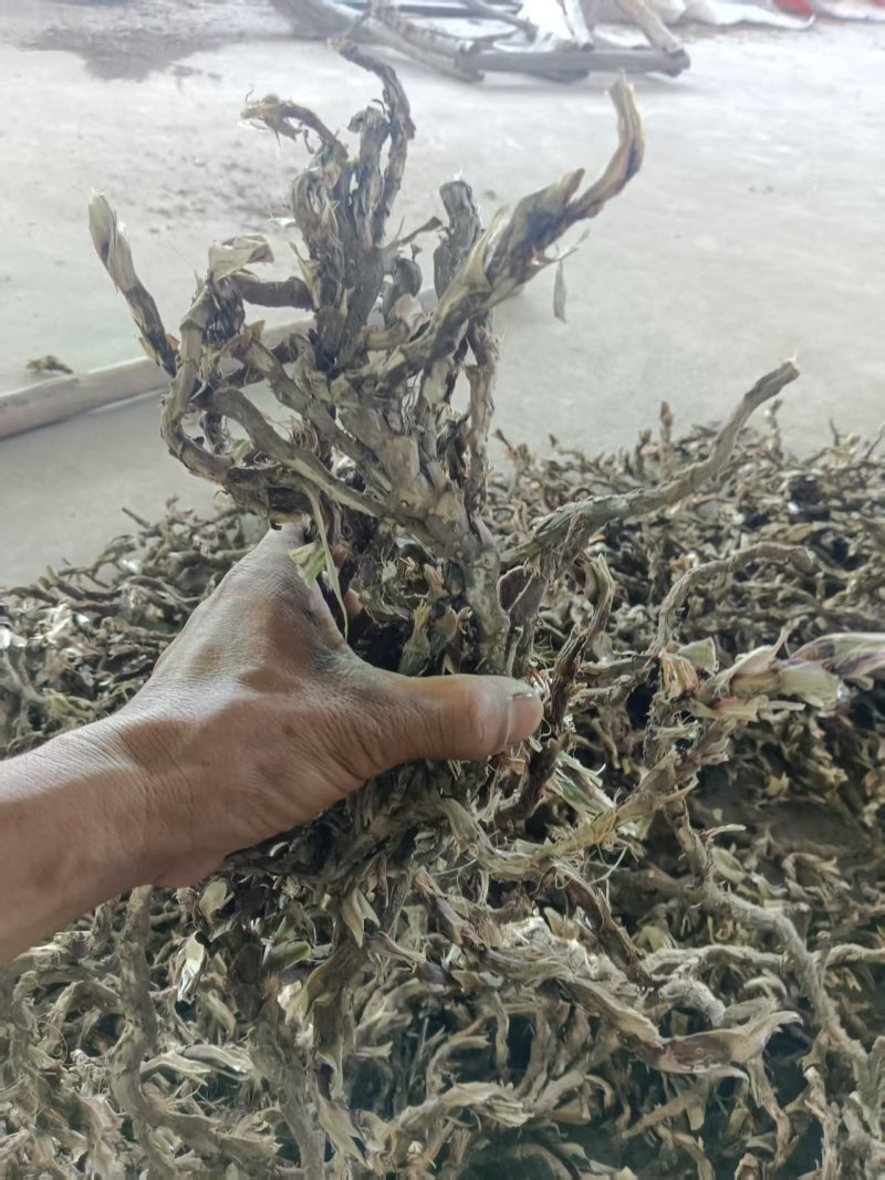 产地直发精品石菖蒲欢迎电话咨询保证品质