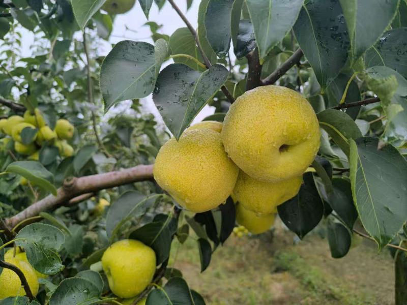 宁陵县酥梨口感酥脆皮薄一口下去爆汁有需要可以随时联