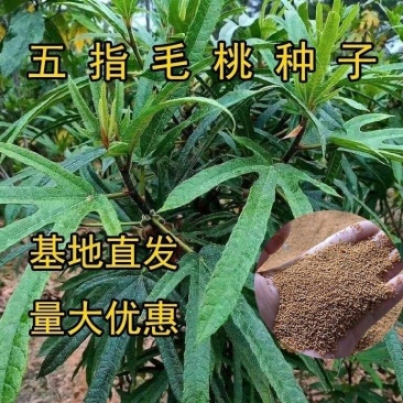 广西五指毛桃种子南方北方四季可种植中药材果树五指毛桃种