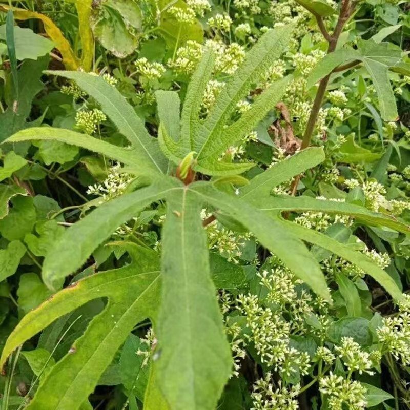 广西五指毛桃种子南方北方四季可种植中药材果树五指毛桃种