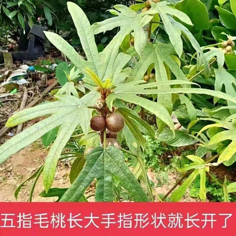 广西五指毛桃种子南方北方四季可种植中药材果树五指毛桃种