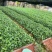 广西五指毛桃种子南方北方四季可种植中药材果树五指毛桃种