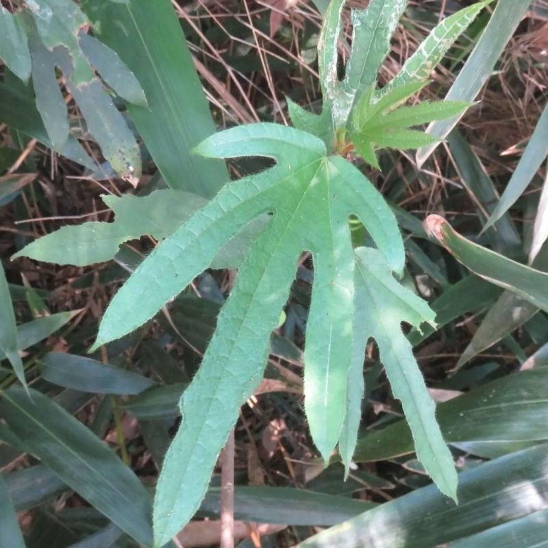 广西五指毛桃种子南方北方四季可种植中药材果树五指毛桃种