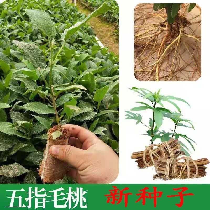 广西五指毛桃种子南方北方四季可种植中药材果树五指毛桃种
