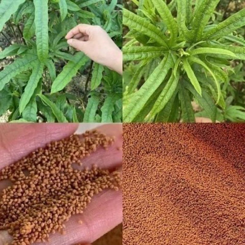 广西五指毛桃种子南方北方四季可种植中药材果树五指毛桃种