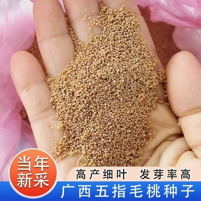 广西五指毛桃种子南方北方四季可种植中药材果树五指毛桃种