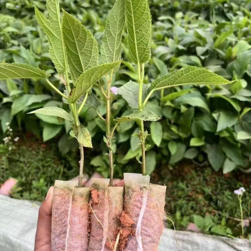 广西五指毛桃种子南方北方四季可种植中药材果树五指毛桃种