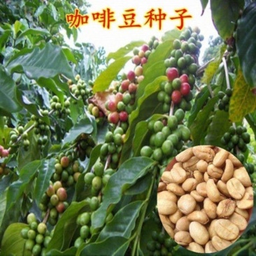 新采咖啡豆种子咖啡树种子日常饮用植物种子阳台观赏盆栽