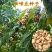 新采咖啡豆种子咖啡树种子日常饮用植物种子阳台观赏盆栽