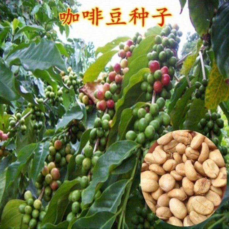 新采咖啡豆种子咖啡树种子日常饮用植物种子阳台观赏盆栽