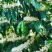 新采咖啡豆种子咖啡树种子日常饮用植物种子阳台观赏盆栽