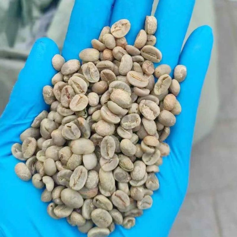 新采咖啡豆种子咖啡树种子日常饮用植物种子阳台观赏盆栽