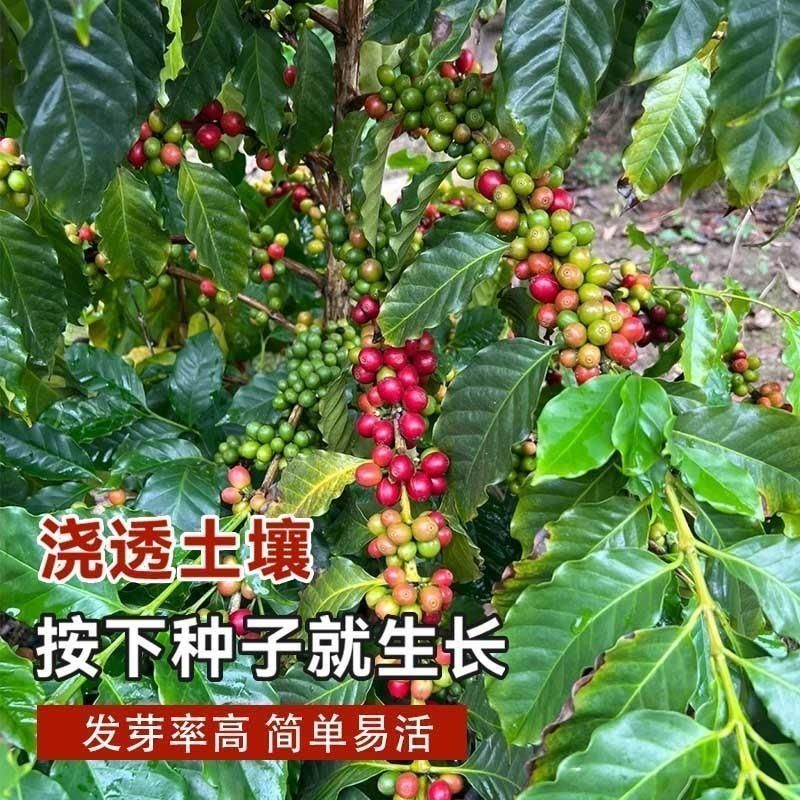 新采咖啡豆种子咖啡树种子日常饮用植物种子阳台观赏盆栽